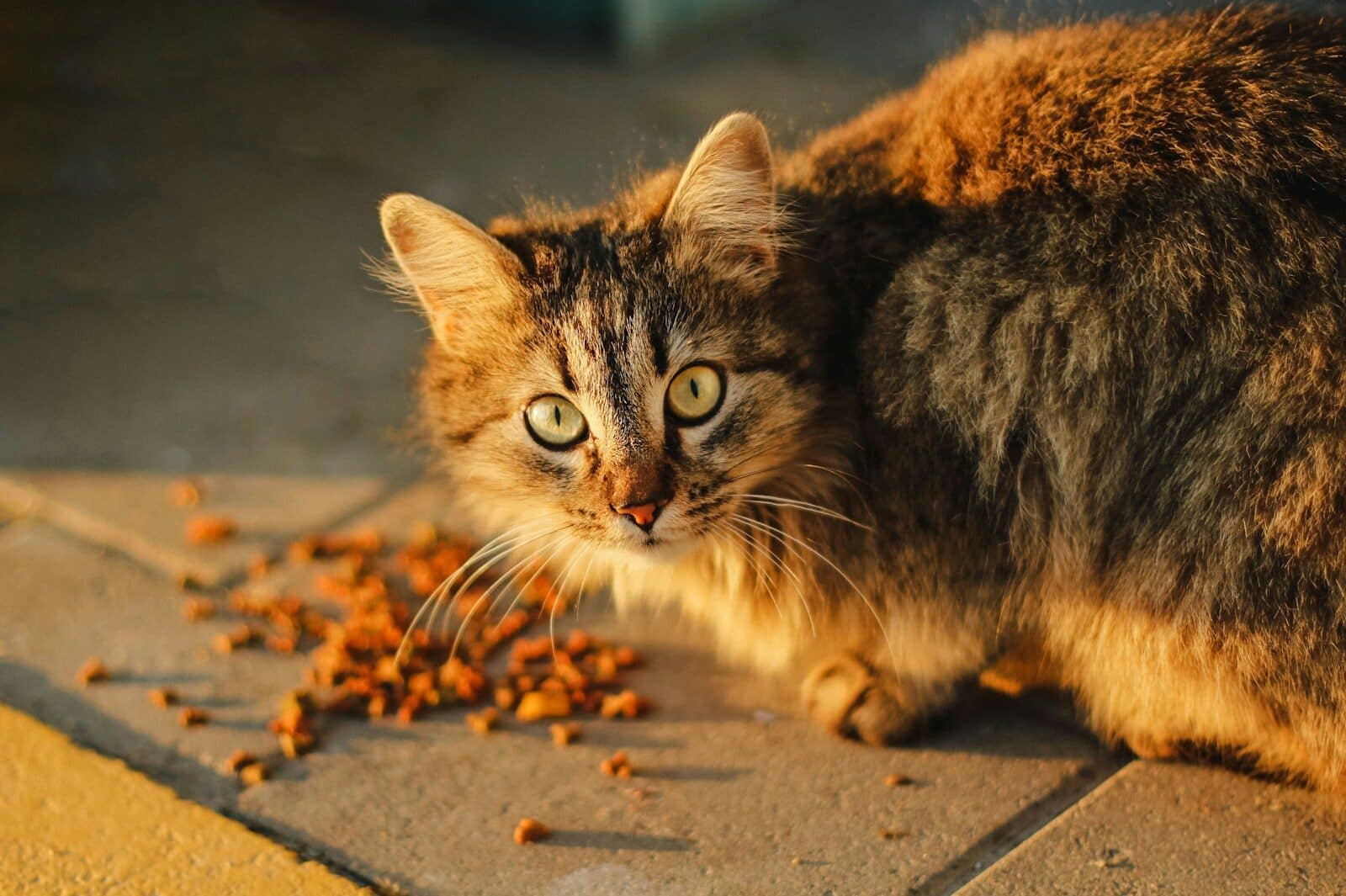 Photo by Anna Kumpan brown tabby cat on gray concrete road