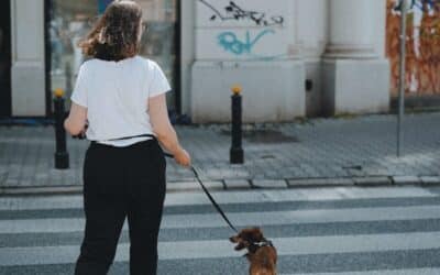Discover Your Trusted Dog Walker in the National Harbor | Kate’s K9 Pet Care