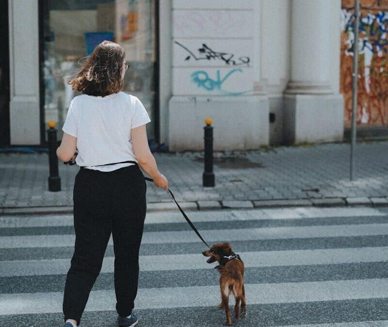 Discover Your Trusted Dog Walker in the National Harbor | Kate’s K9 Pet Care