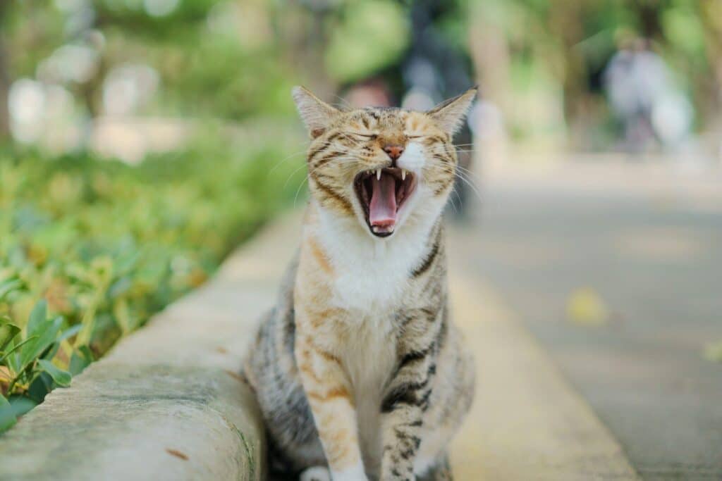 A tabby cat yawns widely outdoors on a path.