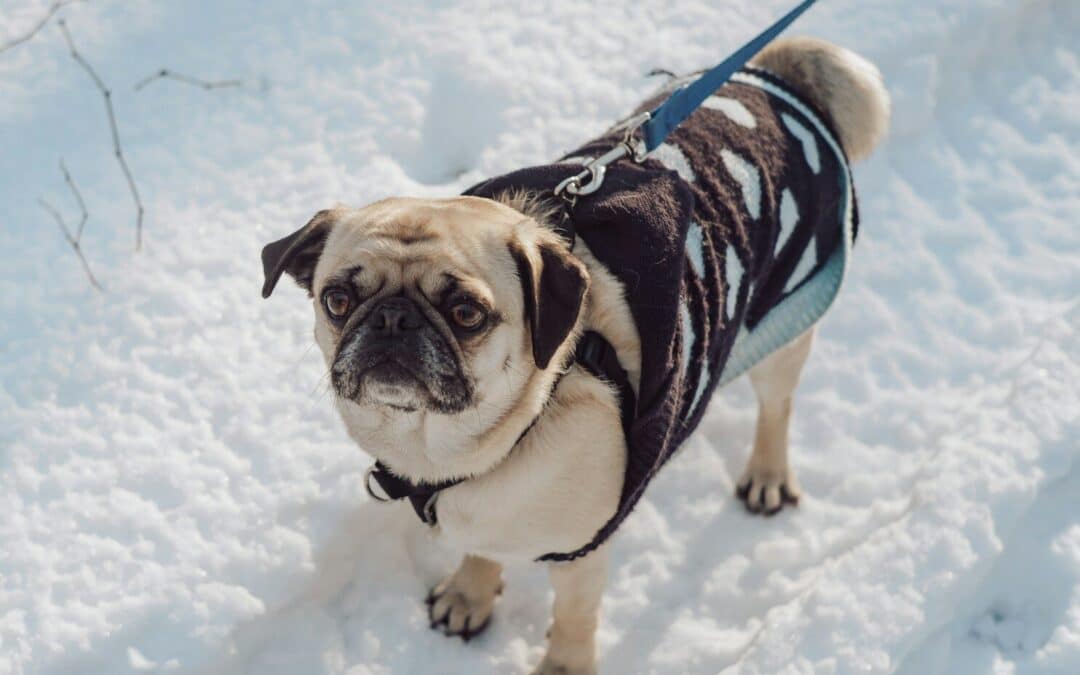 Dog Walking in Brandywine, MD During Winter: Why Open Areas Still Need Structure