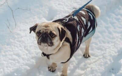 Pet Taxi Services 1 Dog Walking in Brandywine, MD During Winter: Why Open Areas Still Need Structure