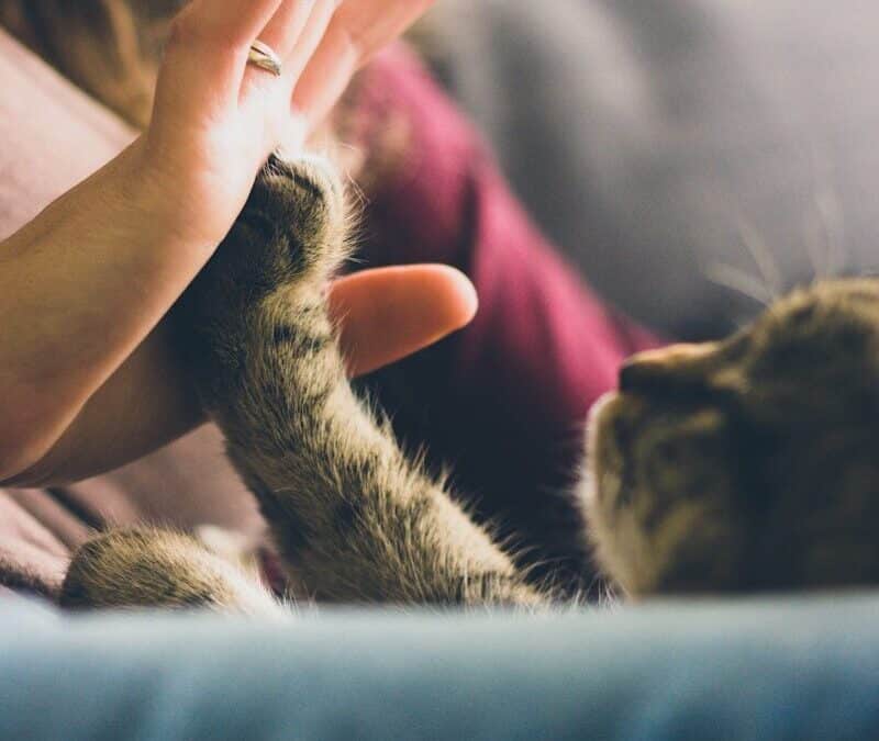 Finding the Purr-fect Cat Sitter in Hybla Valley