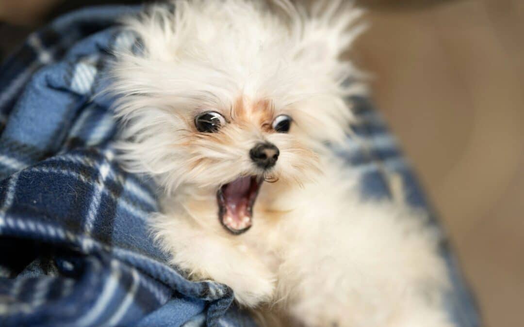 How to Stop Puppy Biting: A Clear Guide for Dog Owners