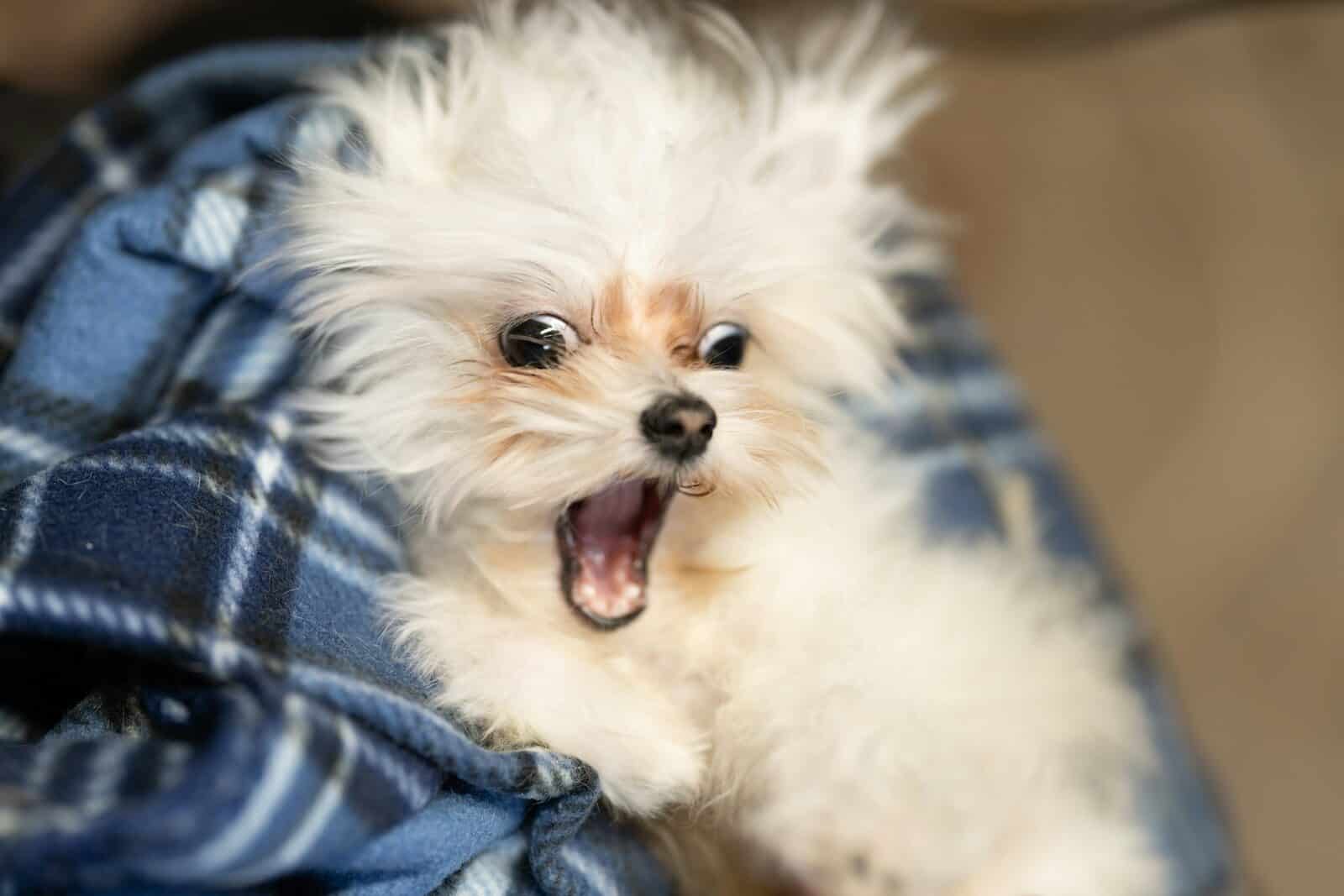 Photo by benjamin lehman a small white dog laying on top of a blanket