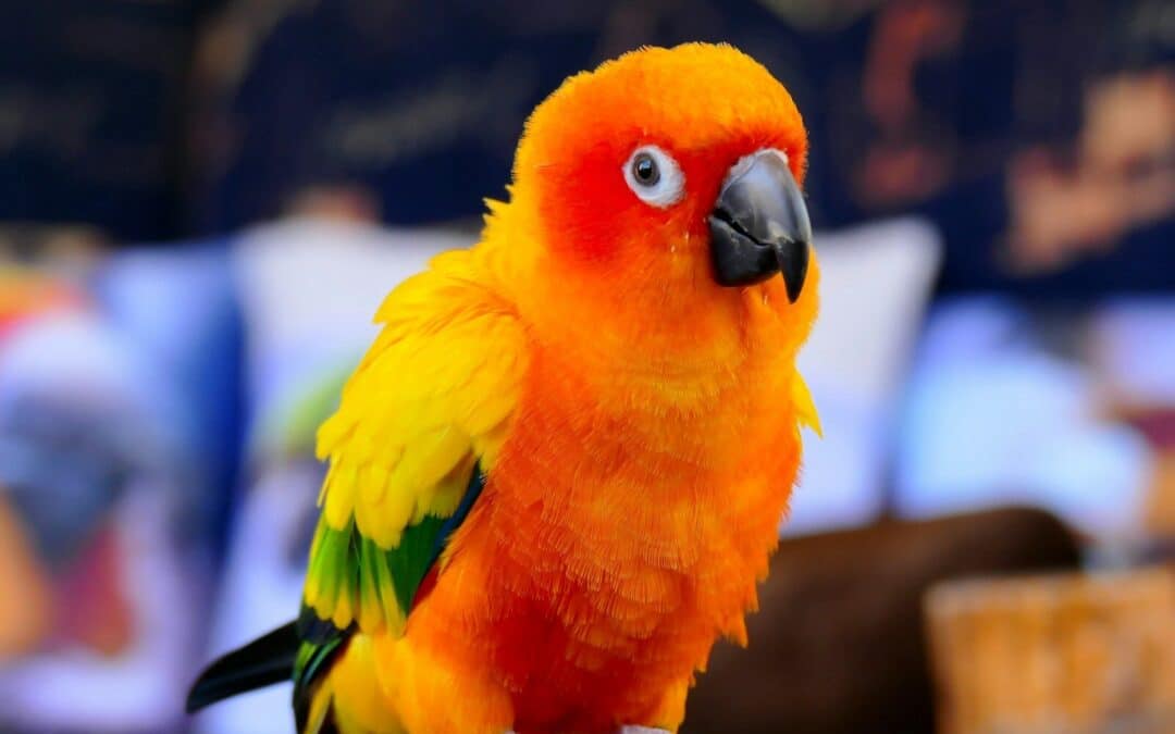 Quietest Pet Birds: 9 Species That Won’t Bother the Neighbors