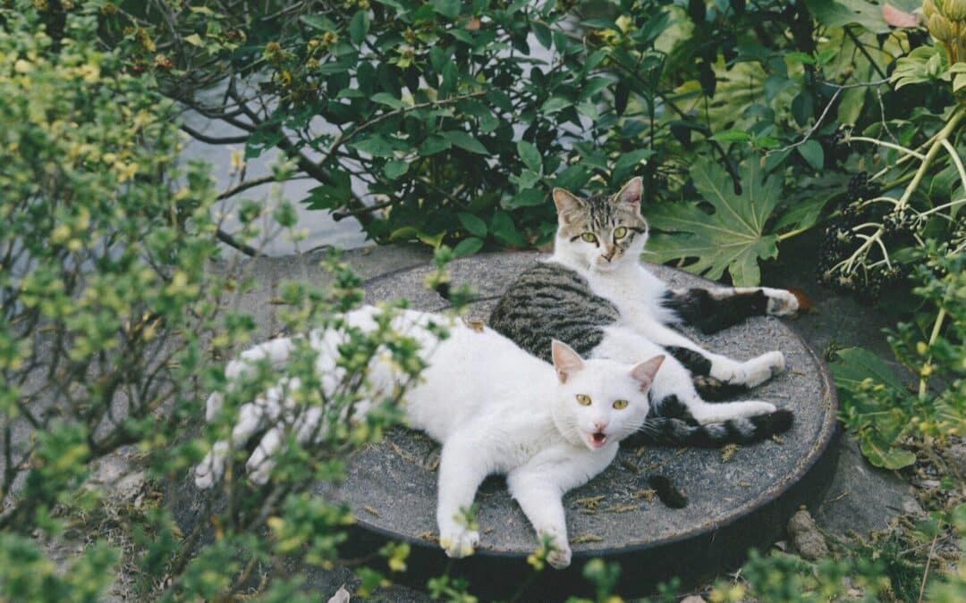 The Best Cat Sitter in Arlington, VA | Kate’s K9 Pet Care