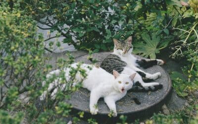 The Best Cat Sitter in Arlington, VA | Kate’s K9 Pet Care