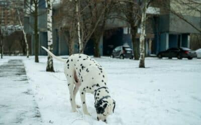 Almost Overnight Pet Sitting 2 Winter Pet Care Services and Almost Overnight Sitting for Families in Springfield, Kingstowne, and Alexandria