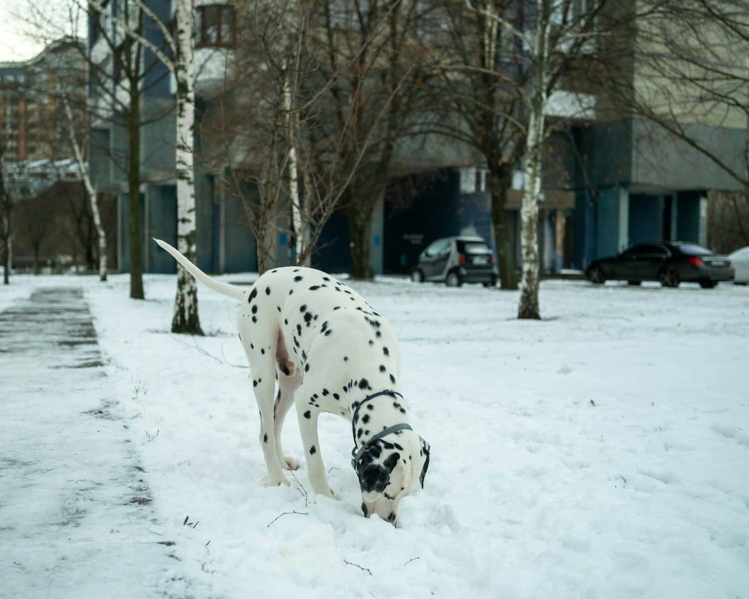 A dalmatian dog sniffs the snowy ground outdoors.