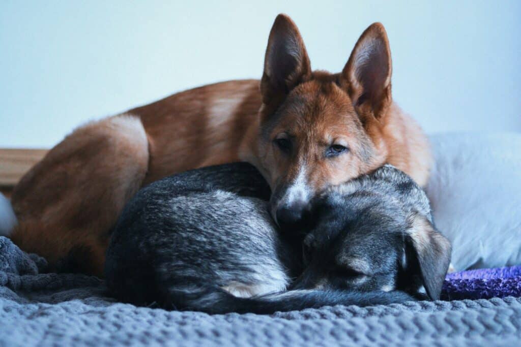 a dog and a cat cuddle together on a bed