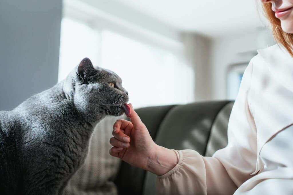 A British Shorthair cat affectionately interacts with a person indoors. Soft and serene ambiance.