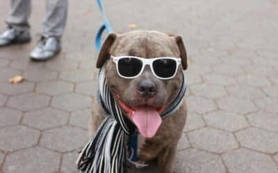 How to Take Care of a Dog in Oxon Mill, Maryland: A Local Owner’s Guide