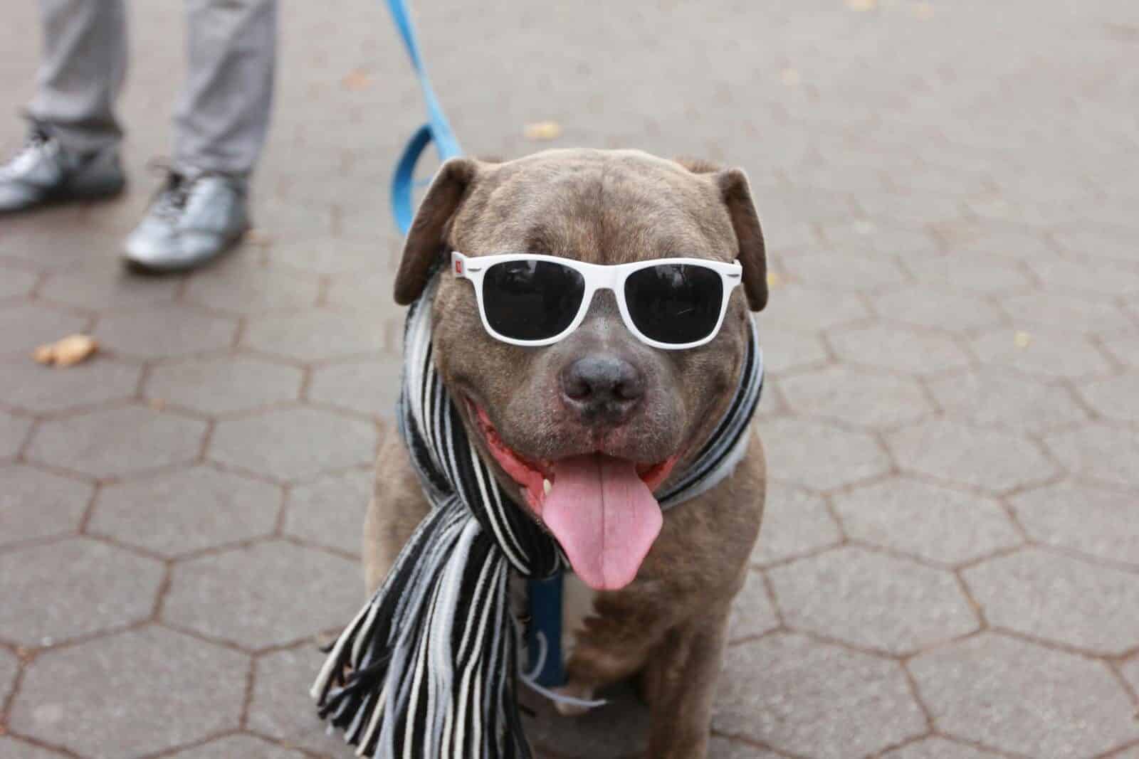 Photo by Christiana Dj how to take care of a dog