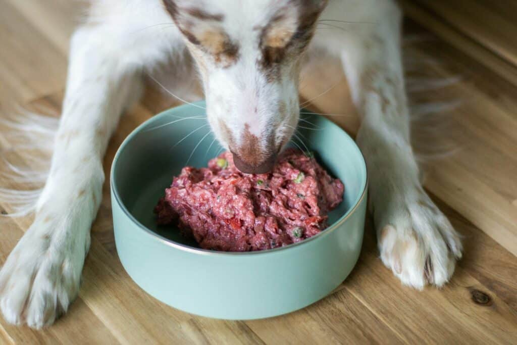 Dog happily eats raw food from a bowl.