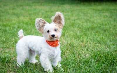 Best Small Dogs: A Guide to 12 Popular Small Dog Breeds for Families