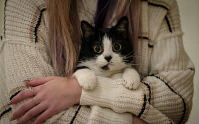 Cat Sitters in Annandale, Virginia: Calm, Reliable In-Home Care