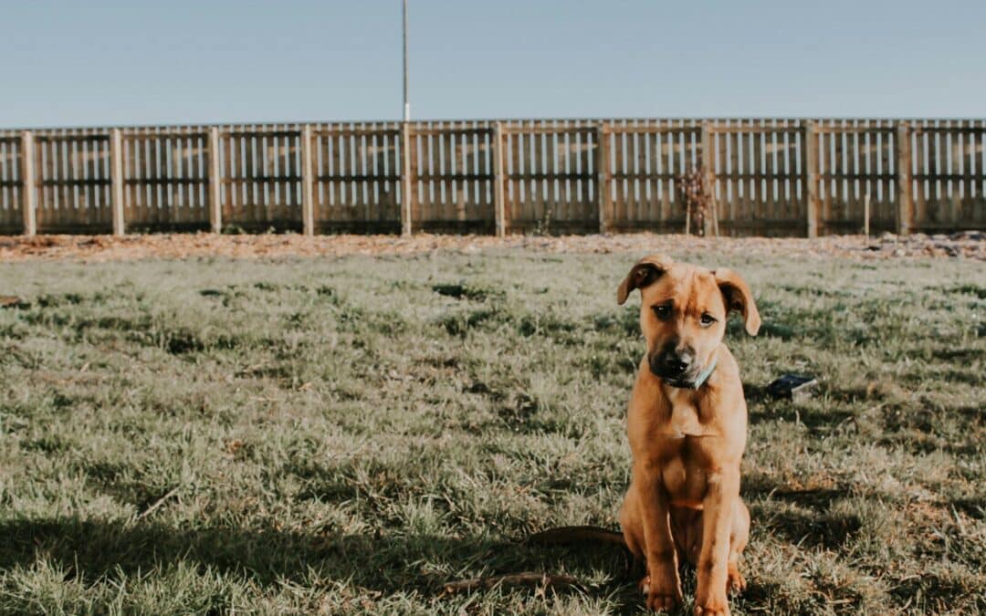 pet safe weed killer
