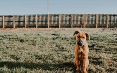 Pet Safe Weed Killer: A Homeowner’s Guide to Protecting Pets and Lawns