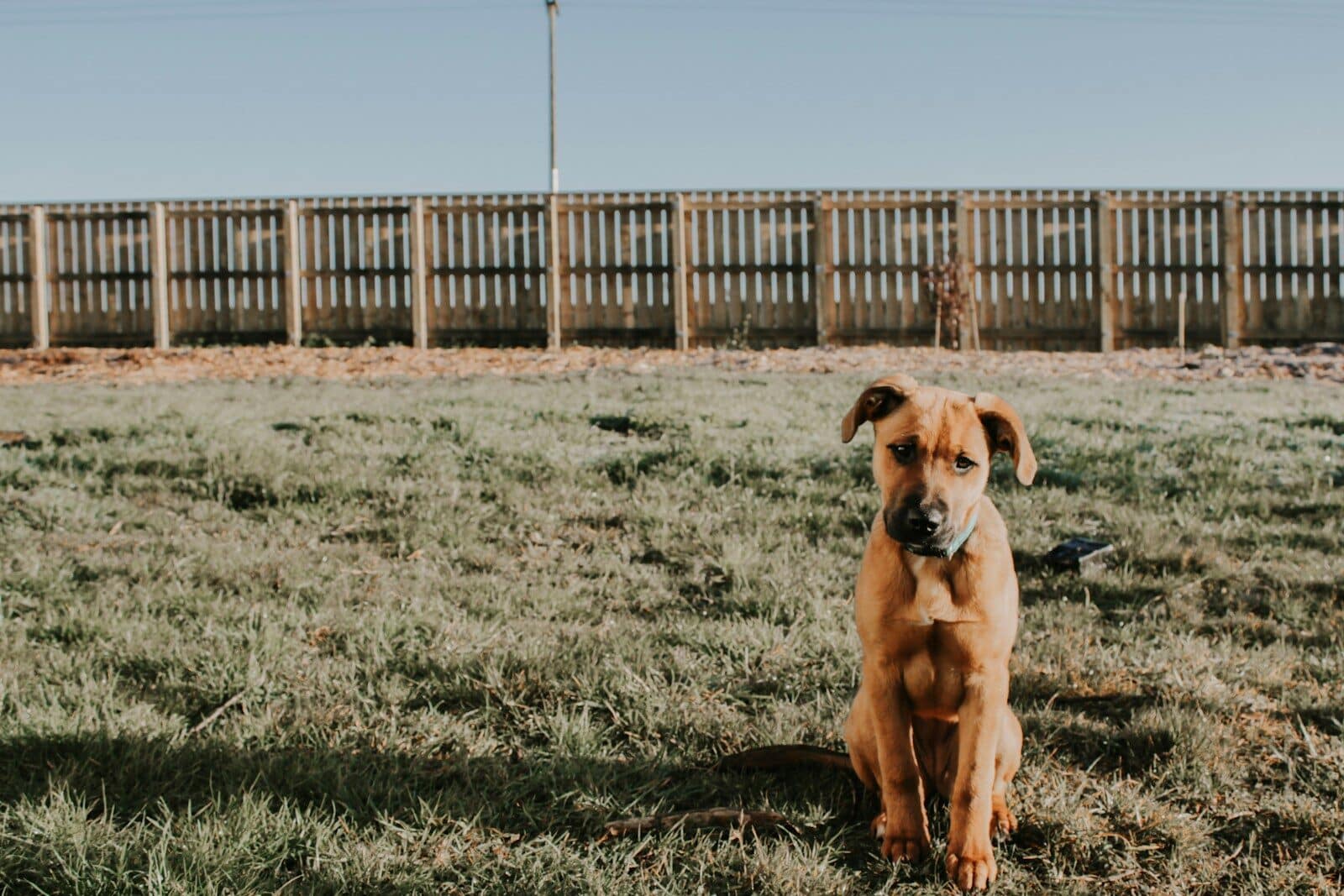 pet safe weed killer