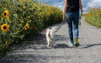 Dog Walking Jobs in the DMV: What to Know Before You Apply