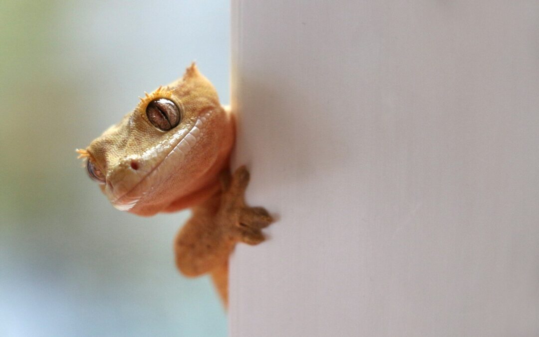 low maintenance pets