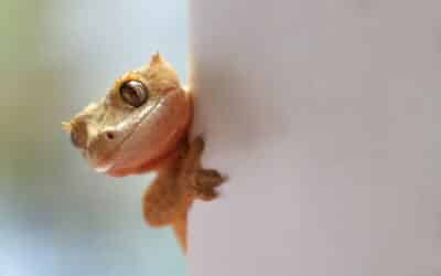 Low Maintenance Pets: 10 Great Options for Busy Pet Owners