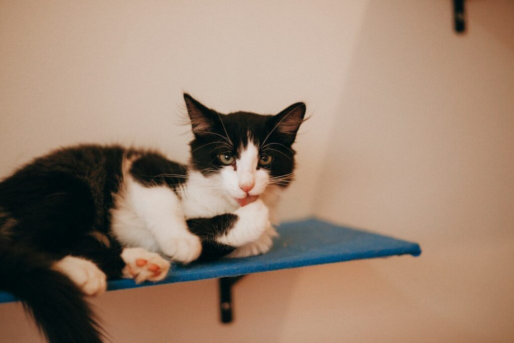 tuxedo cat on blue table