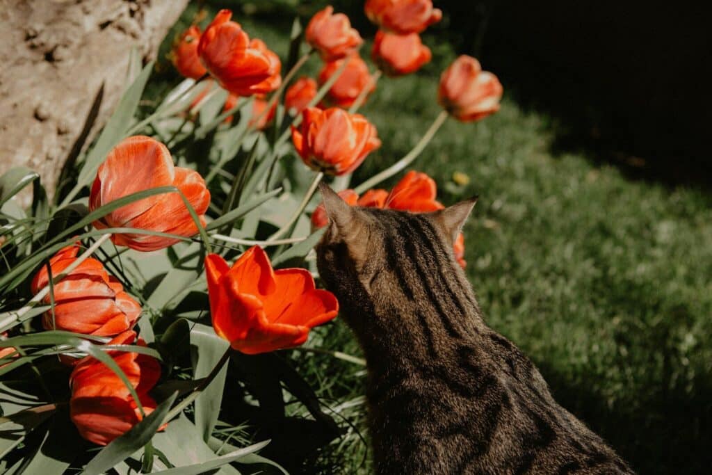 What Flowers Are Toxic to Cats? A Pet Owner’s Safety Guide 2 a cat standing in a field of orange flowers
