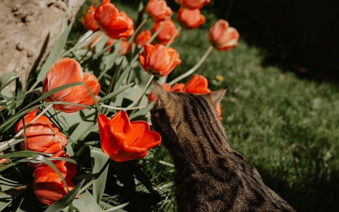 a cat standing in a field of orange flowers