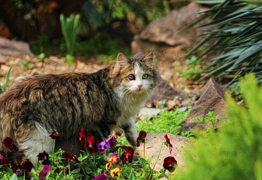 A fluffy cat with a scarred eye in a garden.