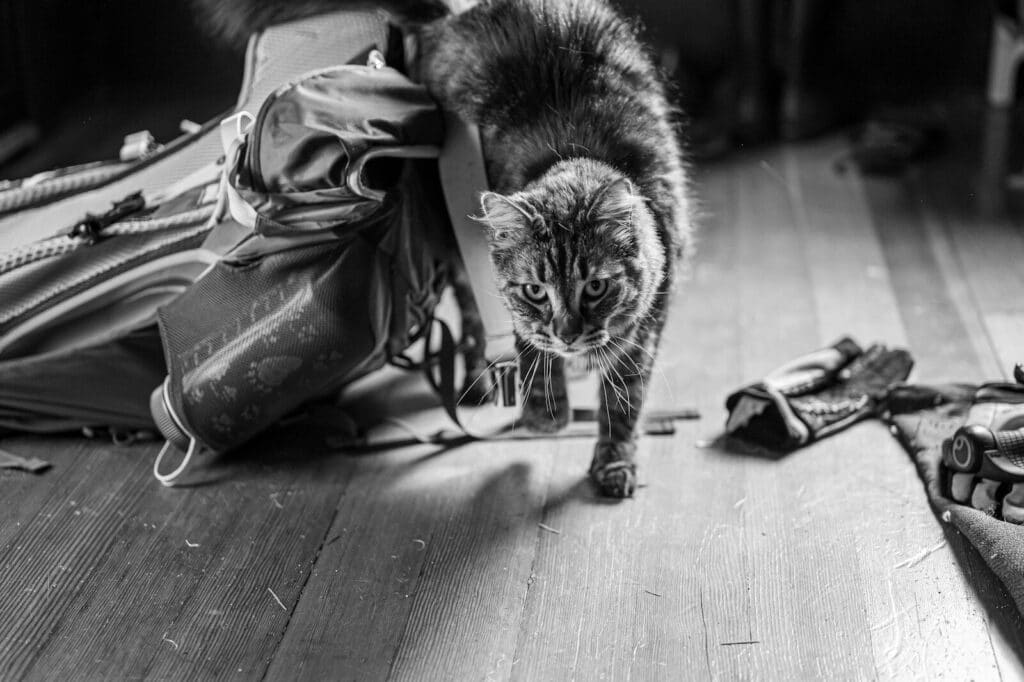 A tabby cat walks across a wooden floor.