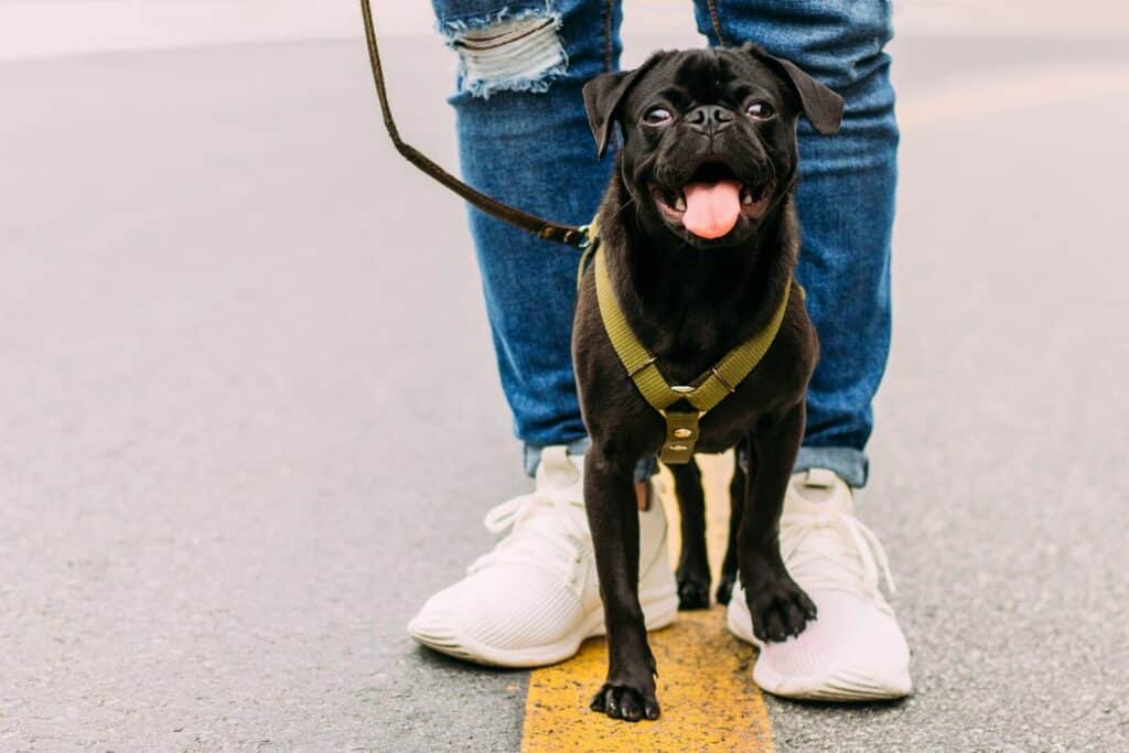 Dog Walking Jobs in the DMV: What to Know Before You Apply 1 black pug with green body collar