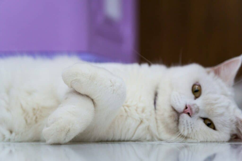 jobs working with animals