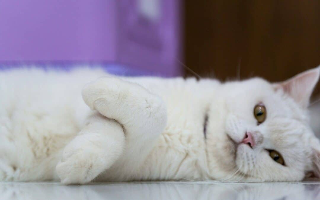 jobs working with animals