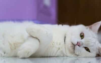 Jobs Working With Animals in the DMV: Career Paths for Animal Lovers