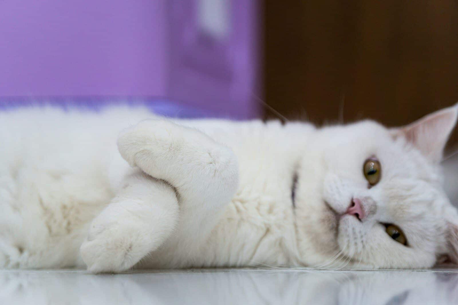 Photo by June Twain jobs working with animals