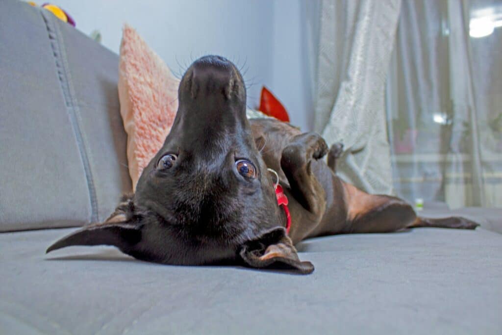 a dog lying on the floor