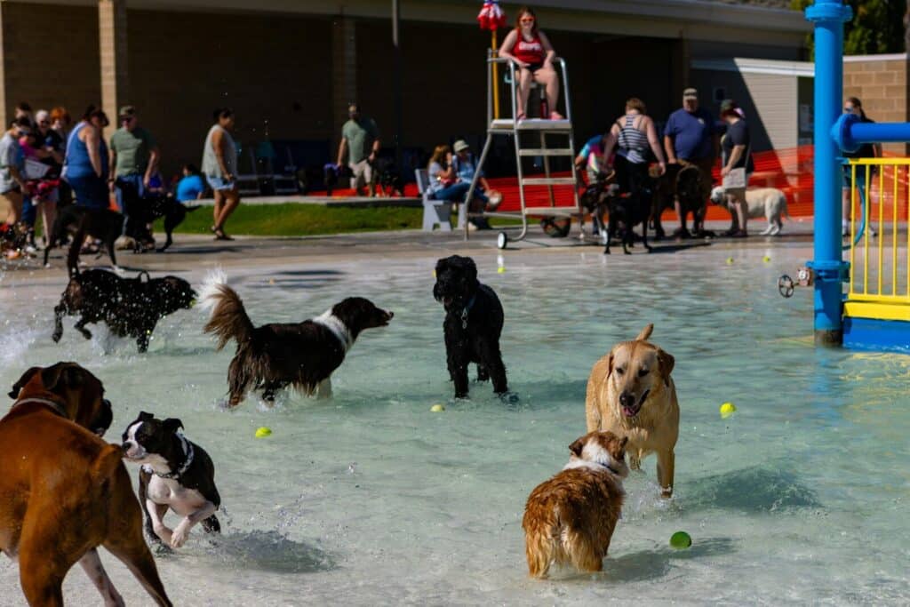 Dogs playing in a shallow water park with people watching.