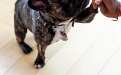 Pet Sitter in Brandywine, Maryland: What to Look for in Professional Pet Care