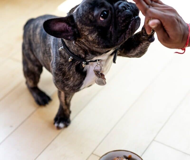 Pet Sitter in Brandywine, Maryland: What to Look for in Professional Pet Care