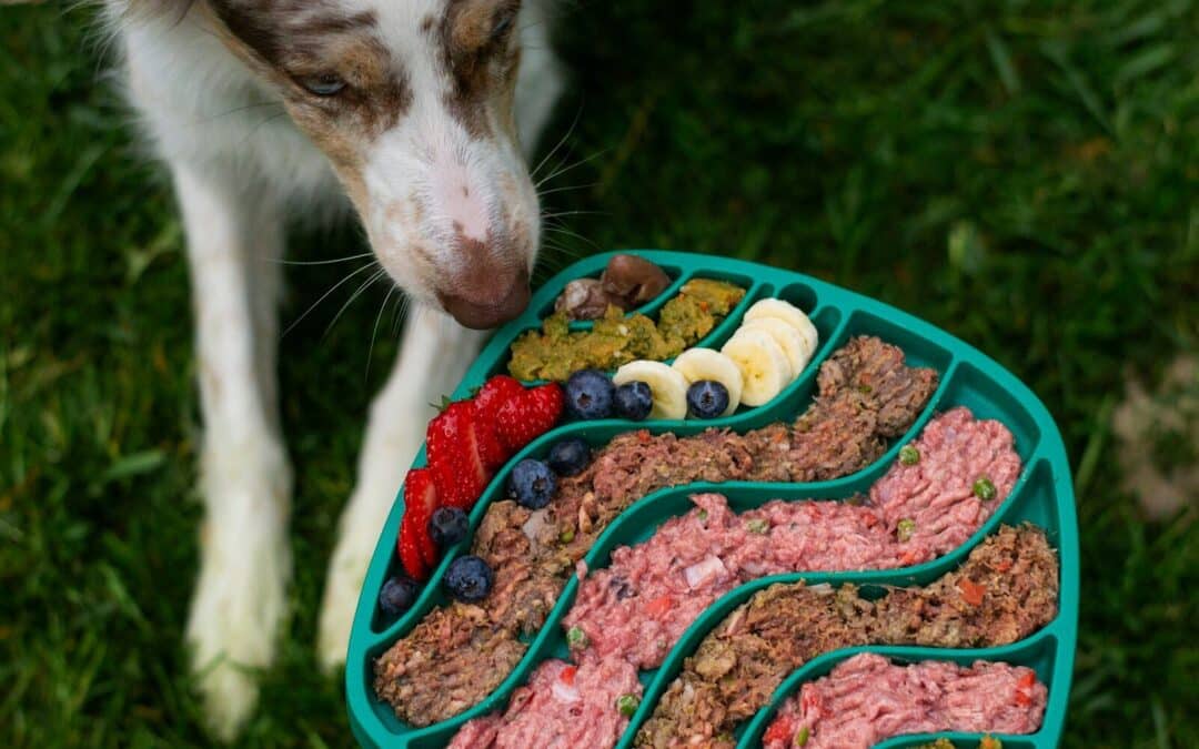 Healthiest Dog Food in the DMV: Local Pet Stores Trusted by Dog Owners