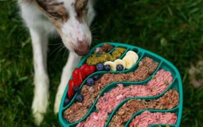 Healthiest Dog Food in the DMV: Local Pet Stores Trusted by Dog Owners