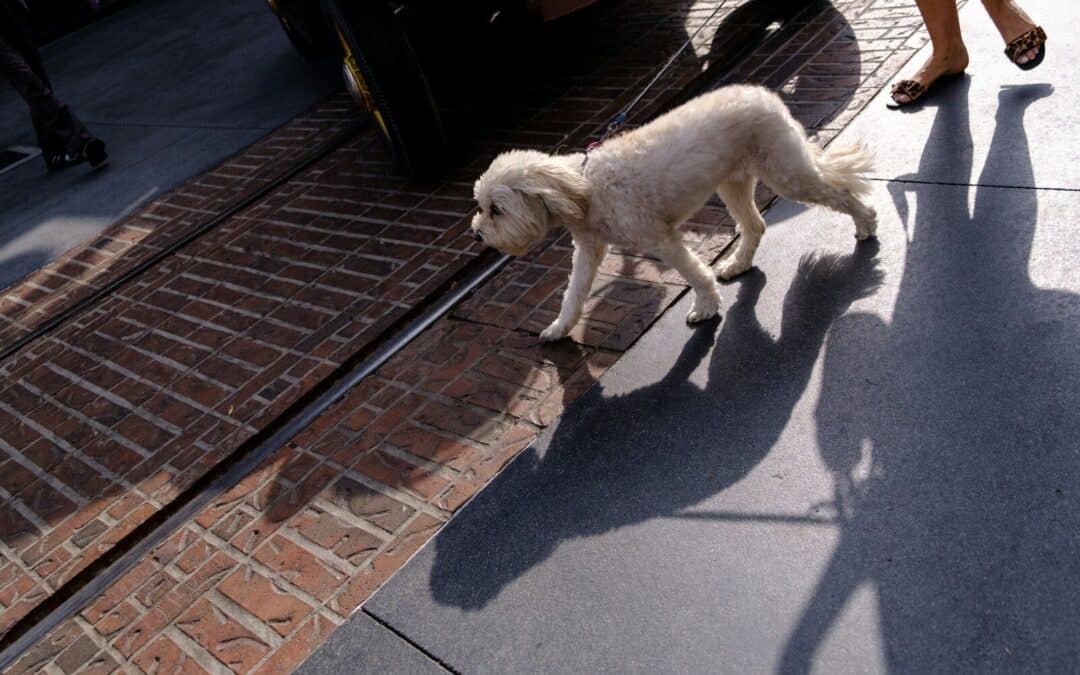 Pet Sitter in Fort Washington, Maryland: How Professional Pet Sitting Works