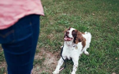 Finding Dependable Dog Sitters in Fort Hunt, Virginia