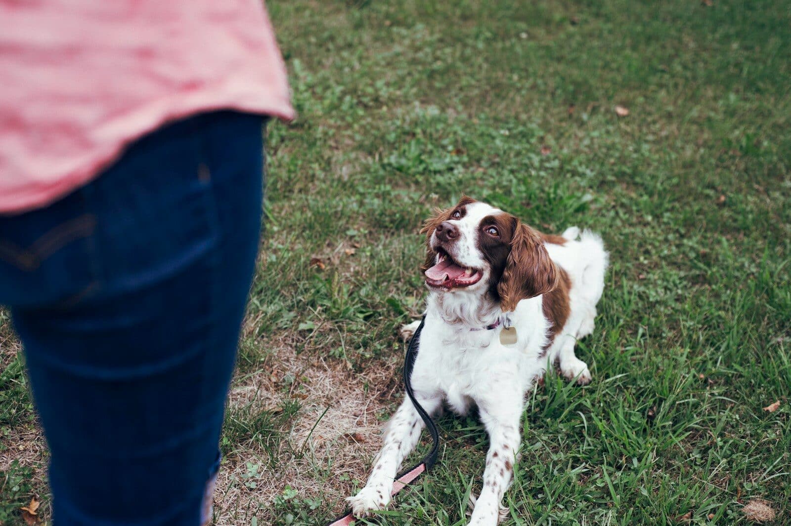 white and brown short coat medium dog on green grass field during daytime Finding Dependable Dog Sitters in Fort Hunt Virginia