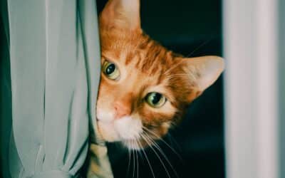 Pet Sitters in Alexandria, Virginia for Reliable, Loving Care at Home