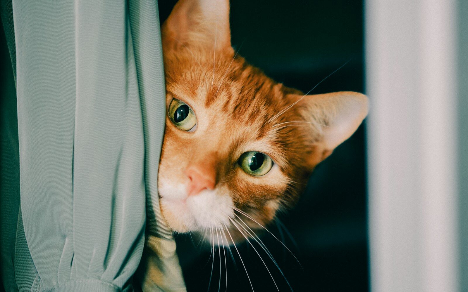 pet sitters in alexandria virginia