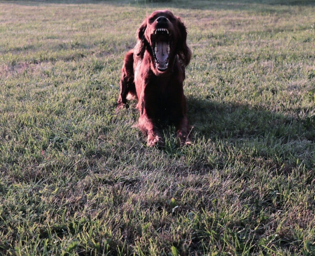A dog sitting in the grass with its mouth open