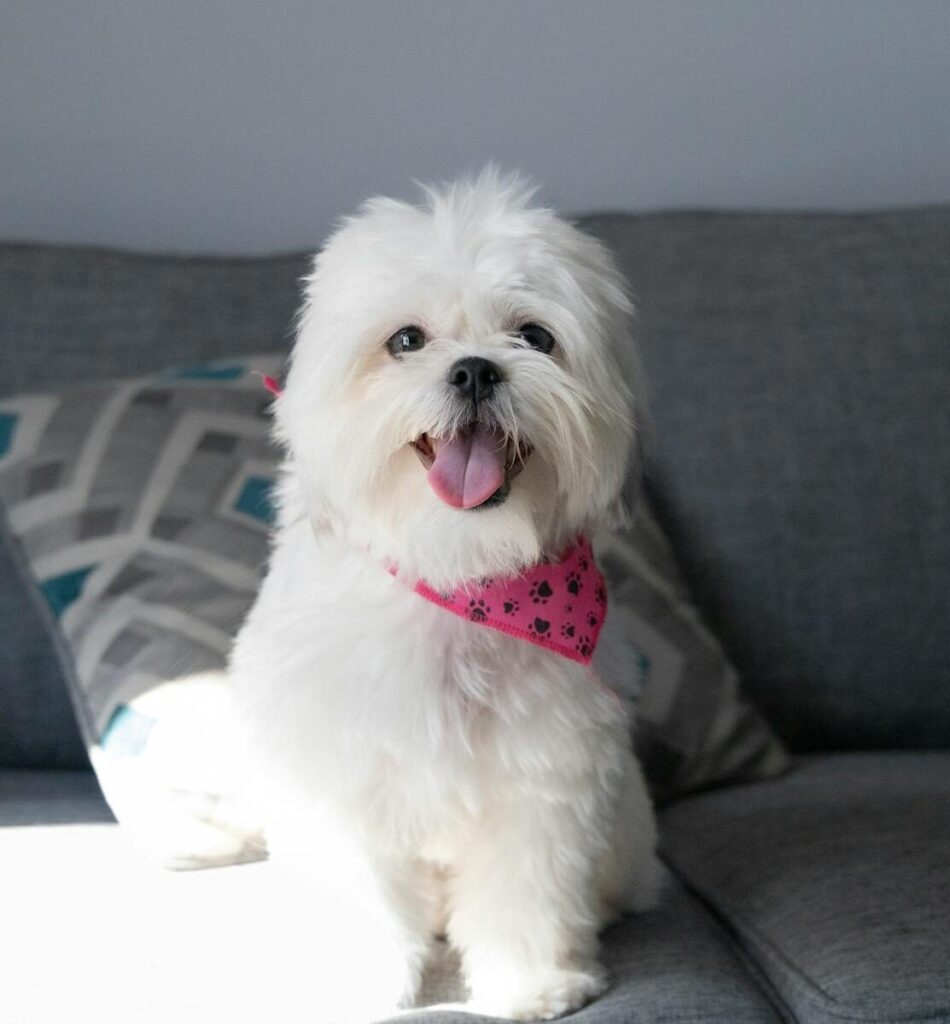 Cute white Shih Tzu puppy sitting on a sofa indoors with a pink bandana, looking playful and happy.